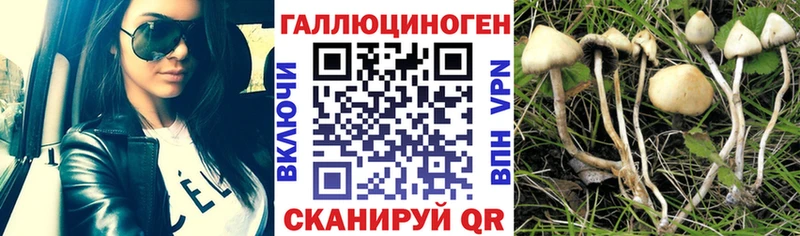 Галлюциногенные грибы Cubensis  kraken сайт  Снежногорск  купить наркотик 